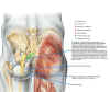 pelvis1_xxadrian_20020501_124818_rev_A.jpg (159801 bytes)