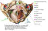 pelvis4_Alcock_Canal_xxadrian_20020501_125355_rev_A.jpg (65791 bytes)