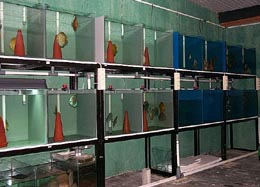 Breeding tanks - Frankie, BSD