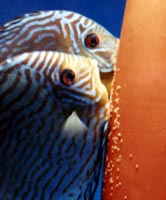 Red turquoise spawning their egg