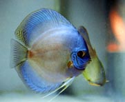 Solid Blue X Alenquer - koleksi Paulus, BSD