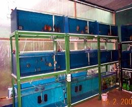 Rearing tank - Frankie, BSD