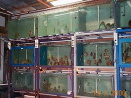 Rearing tank - Paulus, BSD
