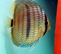 heck1.jpg (14175 bytes)