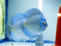 High Body High Fin Blue Diamond