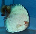 pig_kg05.jpg (8831 bytes)