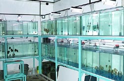 Tank ini khusus untuk display Discus yg akan dijual