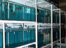 Breeding room !