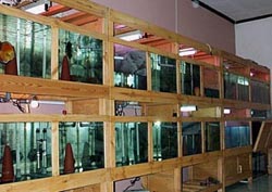 Breeding tank dengan rak dan frame dari kayu
