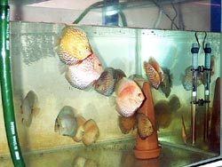 Anakan dari Golden Ghost, Pigeon dll