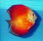 red_kg03.jpg (8055 bytes)