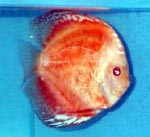 red_kg06.jpg (10269 bytes)