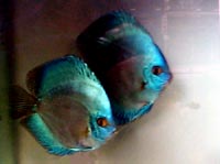 solidblue_pau_s.jpg (9113 bytes)