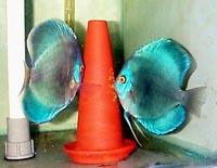 Blue Diamond - Andi Widjaja