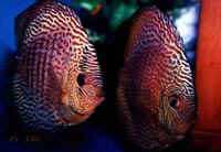 Leopard Snakeskin - Joanes, Bintaro Discus