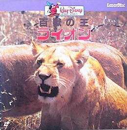 The African Lion