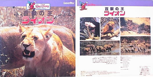 The African Lion