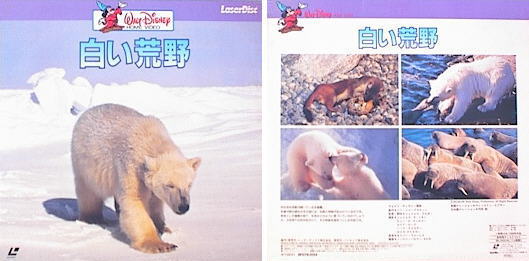 White Wilderness