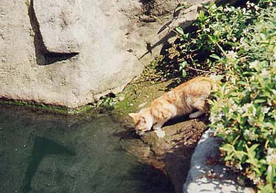 /user/fantcastlecat2.jpg