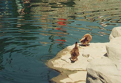 /user/fantcastleducks1.jpg