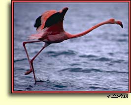 Flamingo