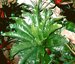 asplenium nidus