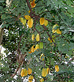 carambola gyümölcs