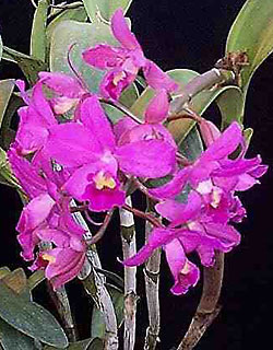 Cattleya