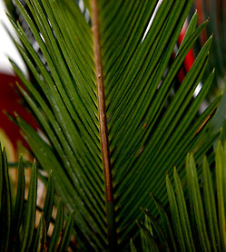 cycas