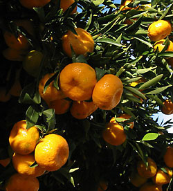 Citrusfélék