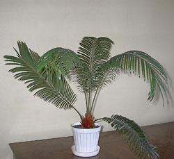 cycas revoluta