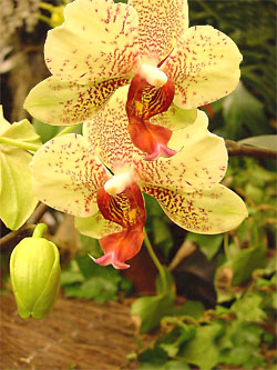 Cymbidium