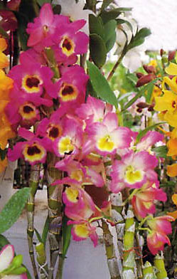 dendrobium
