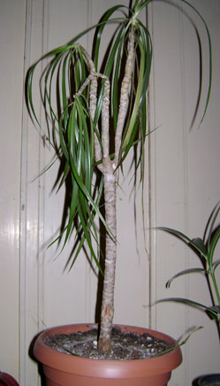 dracaena