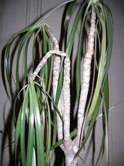 dracaena
