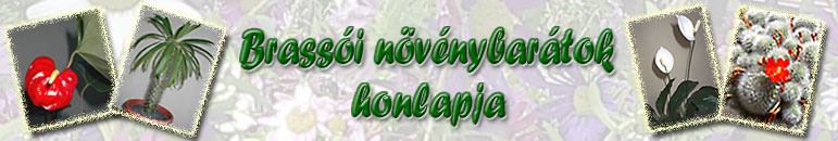brassoinovenybaratok_logo