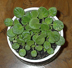 ibolya levéldugványról szaporítva