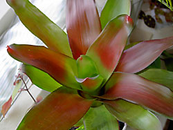 neoregelia