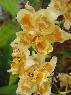 Odontoglossum