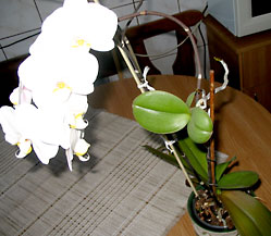 orchidea