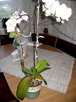 orchidea