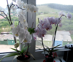 orchidea