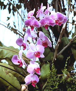 phalaenopsis