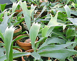 platycerium bifurcatum