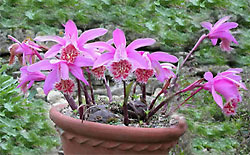 Pleione