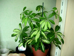 schefflera