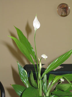 spathiphyllum