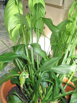 spathiphyllum