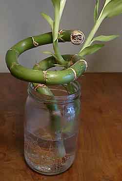 szaporítás vízben