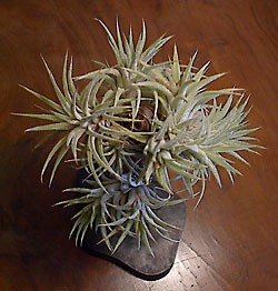tillandsia ionantha